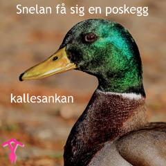Snelan få sig en poskegg kalles ankan