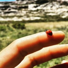 Ladybugs and vapour trails