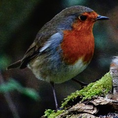 THE ROBIN (Lyrics)