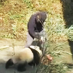 Cận Cảnh con gấu trúc bị Tao Sút ( dizz liz panda )