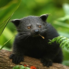 Binturong