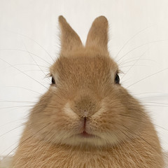 welcome to chalbori world