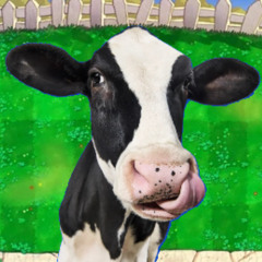 Cows on my Lawn