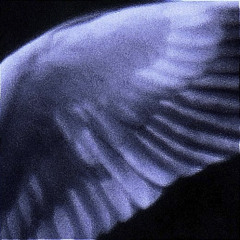 wash my sins (tgwog zej)