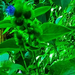 Green Water