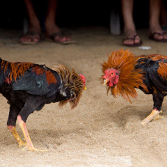 El gallero