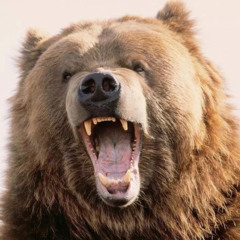 BearDanceParty April 3, 2025