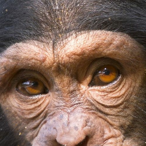 Диалоги тет-а-тет, но это Фонк [mashup]