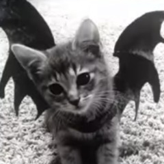 wings