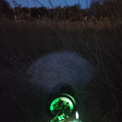Frogs and toads in a suburban pond