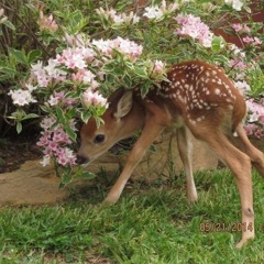 ur my flower that blooms