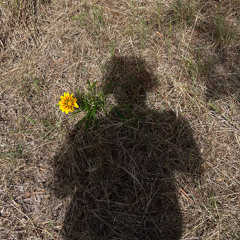 Friendly pressure w/ Flynn goes - December 5th 2024