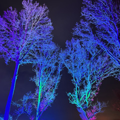 Sensing amongst evening Trees
