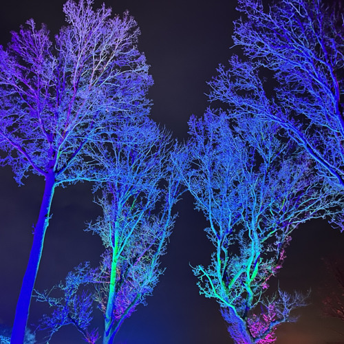 Sensing amongst evening Trees