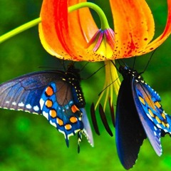 Boris Brejcha - Butterflies