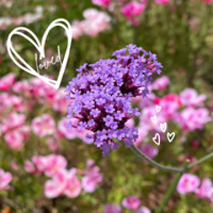 Loved