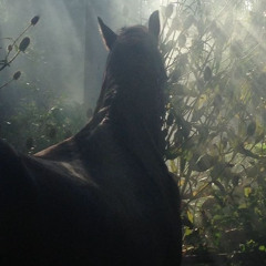 horsey
