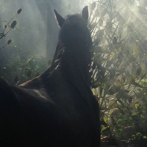 horsey