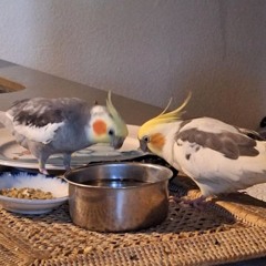 FUNKyFOLK: Birdless Blues