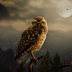 Owl 's Dream