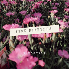 Pink Dianthus