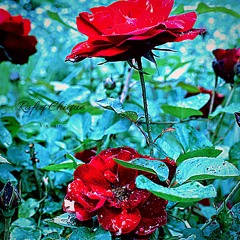 Via Rain
