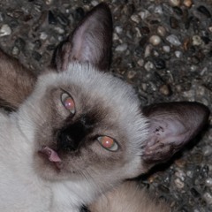 Lagyan Ng Garlic Yung Toyo Tapos Ilagay Mo Sa Siomai Yung Garlic Na May Toyo