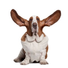 TACKY CASTING : "BASSY HOUND"