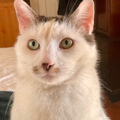 Every Cat's Brain Between Meals