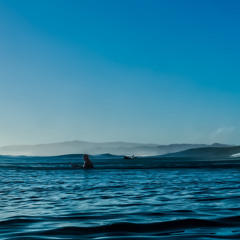 The Flight of the Upside Down