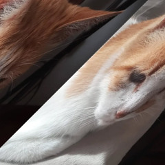 Aristoteles denial (only the good part covered by a R-word)