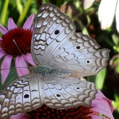 02.01.2022 - Cap. XII - Puros de Coração - Bem Aventurados os Que Tem os Olhos Fechados