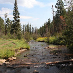 Best Things To Do In Greer Arizona Tours Reviews