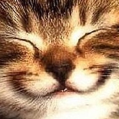 happy cat smiling google search