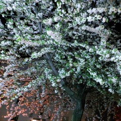 Ben Howard - Under The Same Sun [Bootleg Preview]