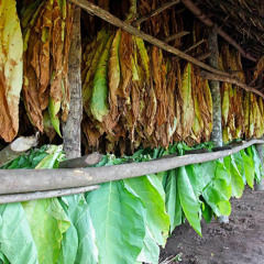 Audiência pública em Orleans vai discutir classificação do tabaco nas propriedades rurais