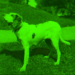 perro verde