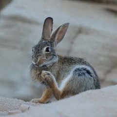 Panhandle Afield: Cottontails