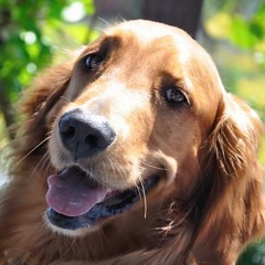 Happy Roger