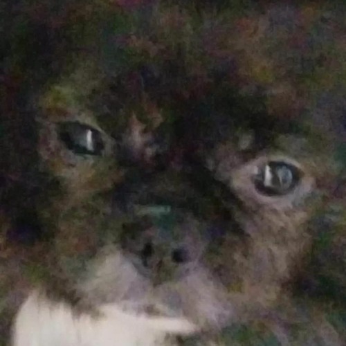 stickin my dick in my dog