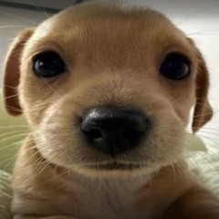 The great falloff of November 19th 2025 (we are Charlie Kirk nightcore)