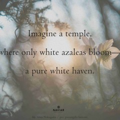 Azaleas white haven (naviarhaiku551)