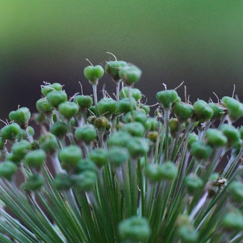 wind seeds