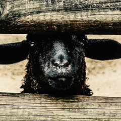 Dancing with Sheep (Remix)