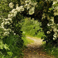 Secret Garden
