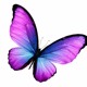 on butterfly