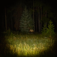 nocturnal