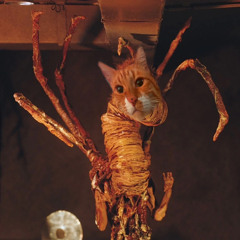 Meowthing from space