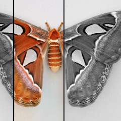 atlas moth