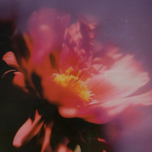 flower like you